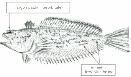 Trachinus radiatus